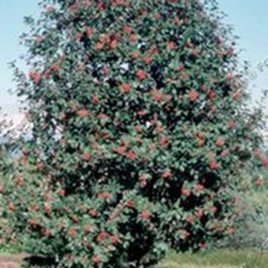   ,   Sorbus hybrids 